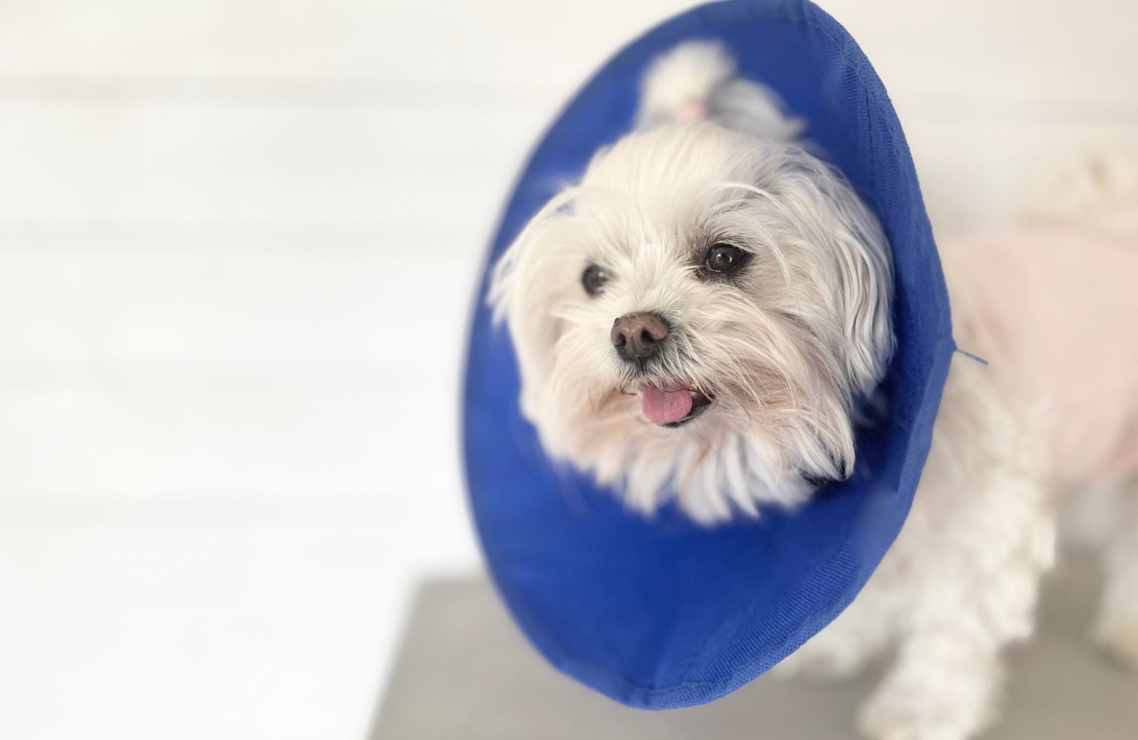 Using an Elizabethan Collar
