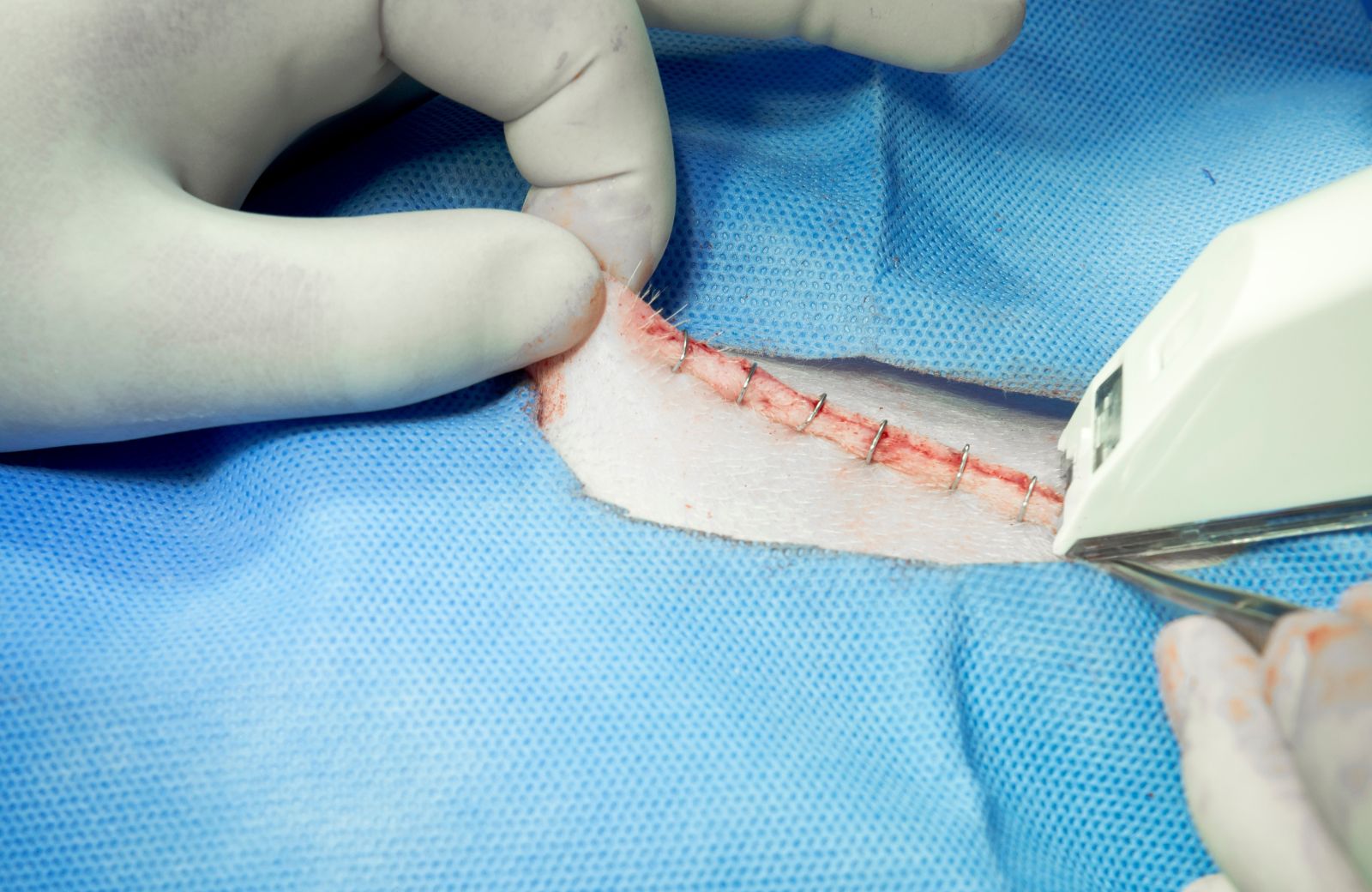Dog Stitches Type