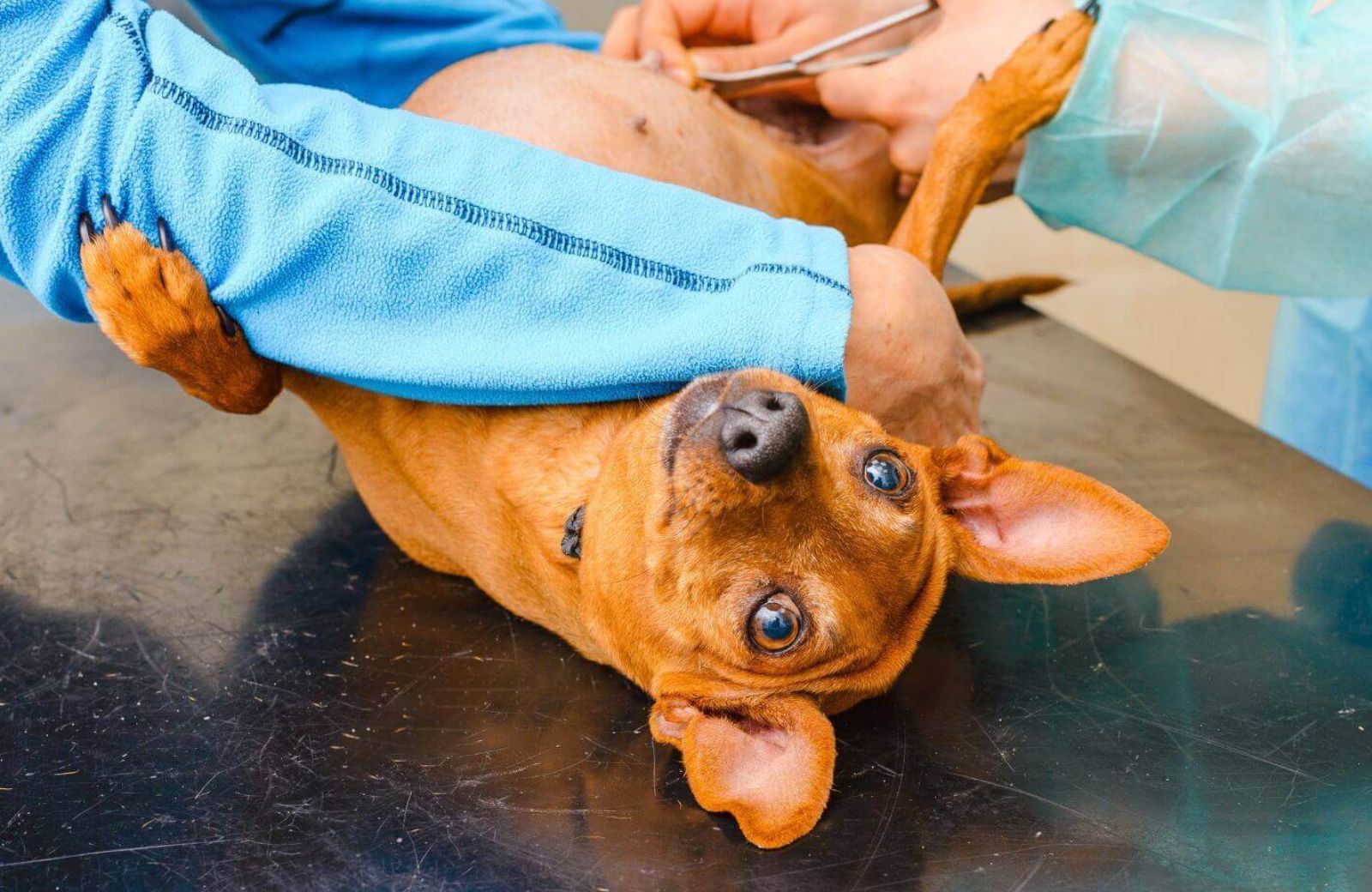 Dog Stitches